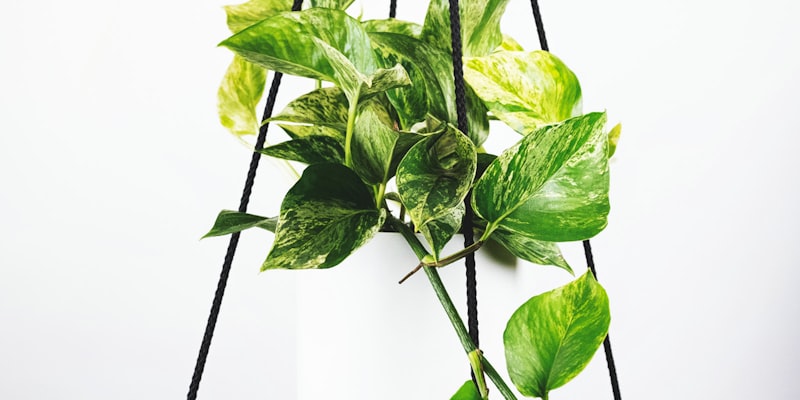 欧冠联赛巴塞罗那队训练备战图片